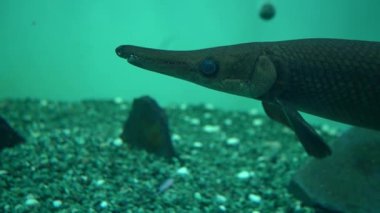  Temiz sularda hareket eden balıklar. Yüksek kaliteli FullHD görüntüler