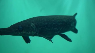  Temiz sularda hareket eden balıklar. Yüksek kaliteli FullHD görüntüler