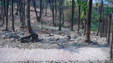 Hayvanat Bahçesi Geyiği Huzurlu Manzarası. Yüksek kaliteli FullHD görüntüler