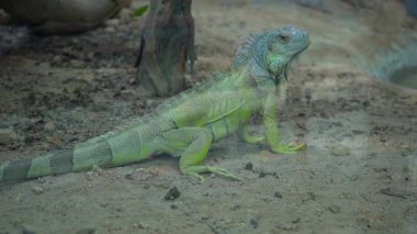  Ağaç Kökündeki Bukalemun. Yüksek kaliteli FullHD görüntüler