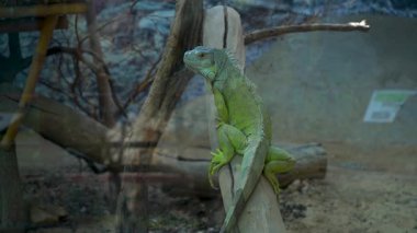  Ağaç Kökündeki Bukalemun. Yüksek kaliteli FullHD görüntüler
