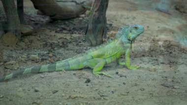  Ağaç Kökündeki Bukalemun. Yüksek kaliteli FullHD görüntüler