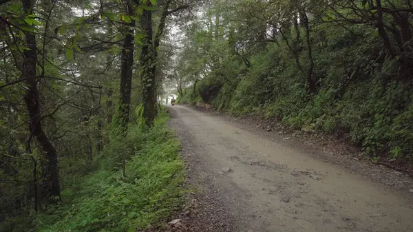 Ormanın Kalbinde Mistik Sabah.