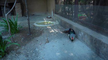 Güzel böcekler yemeğin tadını çıkarıyor. Yüksek Kalite Resim