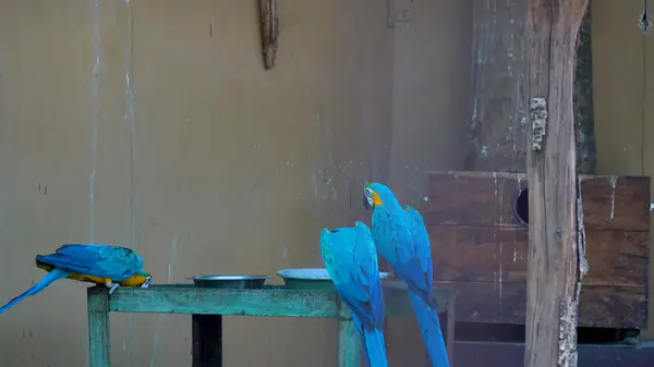 Full Glory 'deki bu renkli papağanı izleyin. Yüksek kalite 4k görüntü