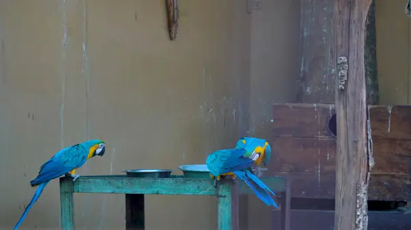 Canlı tüyleri olan güzel bir papağan. Yüksek Kalite Resim