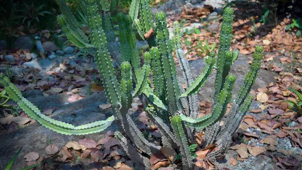Kaktüs Güzelliği Sanatı. Yüksek Kalite Resim