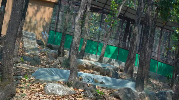 Aslanın çarpıcı bir görüntüsü..