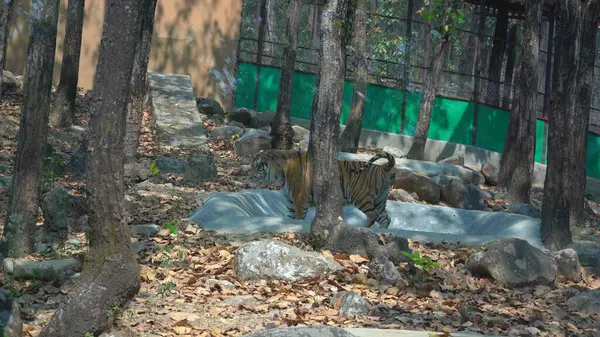 Sersemletici Detaylarda Oturan Aslan Yakalandı. Yüksek kaliteli görüntüler