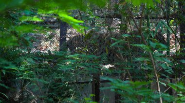 Ormanların kralı yalnız yürür. Yüksek kaliteli görüntüler