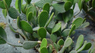 Kaktüsün Dayanıklı Güzelliği. Yüksek Kalite Resim