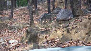 Ormanın derinliklerinde saklı zamansız taş. Yüksek Kalite Resim