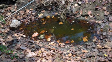 Hala Ormanın Kalbindeki Su. Yüksek Kalite Resim