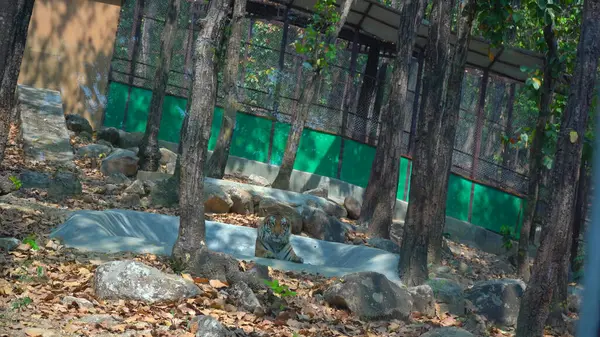 Oturan Aslan gücünü gösteriyor. Yüksek kaliteli görüntüler