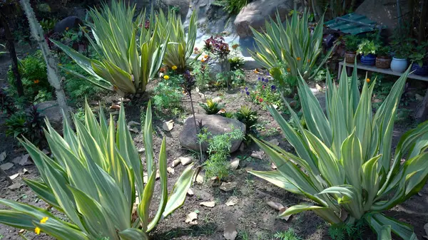 Kaktüs Bitkilerinin Eşsiz Büyüsü. Yüksek Kalite Resim