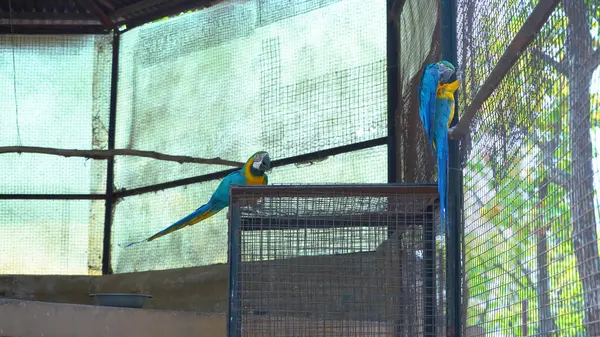 Full Glory 'deki bu renkli papağanı izleyin. Yüksek Kalite Resim