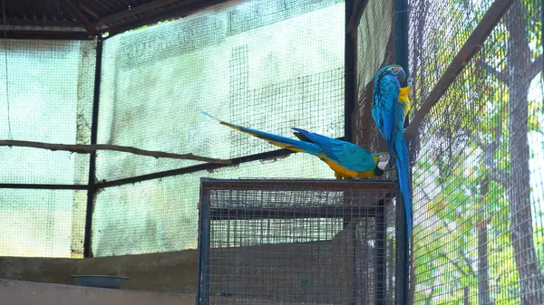 Canlı tüyleri olan güzel bir papağan. Yüksek Kalite Resim