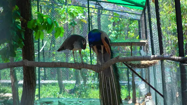 Doğal Yaşam Alanındaki Tavuskuşu Çifti 'nin güzel manzarası. Yüksek kalite fotoğraf