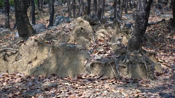 Bir Hint Ormanının Kalbine Bir Bakış. Yüksek Kalite Resim