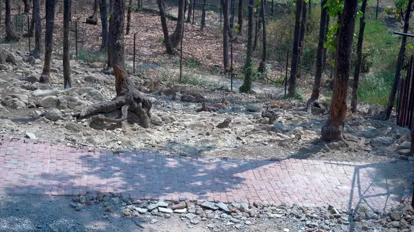 Wood 'un Kayayla Buluştuğu Yer. Yüksek Kaliteli Resim