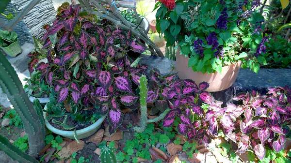 Parktaki çiçekler. Yüksek Kalite Resim