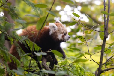 Küçük kırmızı bir panda yaprakları yemek için ağaca tırmanıyor..