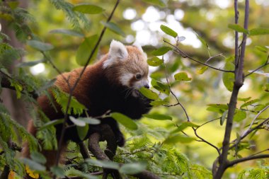 Küçük kırmızı bir panda yaprakları yemek için ağaca tırmanıyor..