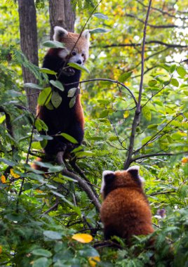 Annesiyle küçük bir kırmızı panda..