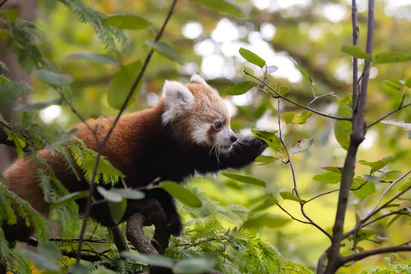 Küçük kırmızı bir panda yaprakları yemek için ağaca tırmanıyor..