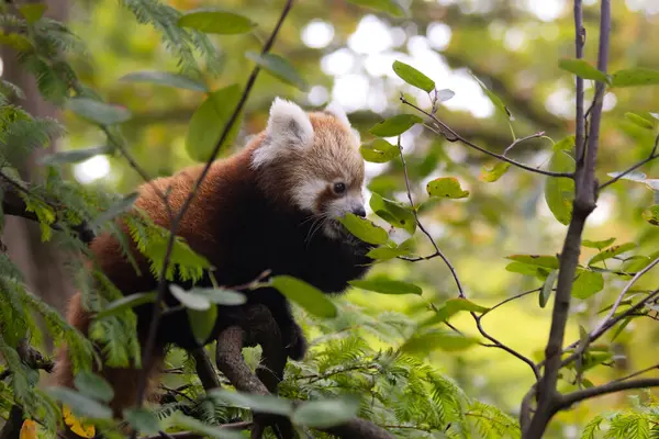 Küçük kırmızı bir panda yaprakları yemek için ağaca tırmanıyor..