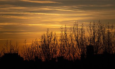 Gün batımında karanlık ağaçlar