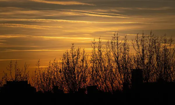 Gün batımında karanlık ağaçlar