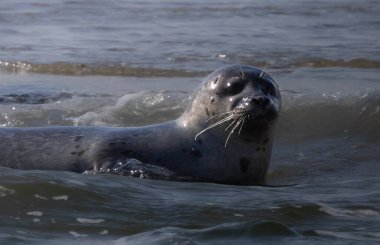 Hollanda 'daki Zeeland' in kumsalındaki foklar..