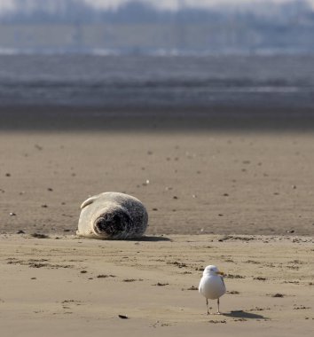 Hollanda 'daki Zeeland' in kumsalındaki foklar..