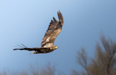 Hollanda 'daki Deniz Kartalı, Oostvaardersplassen