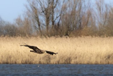 Hollanda 'daki Deniz Kartalı, Oostvaardersplassen