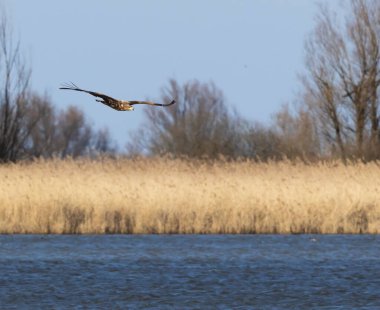 Hollanda 'daki Deniz Kartalı, Oostvaardersplassen