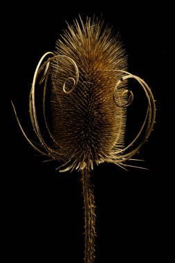 Planta seca que asemeja a una persona con gafas