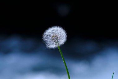 Planta llamada diente de len frgil al viento
