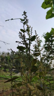 Açık tarlalarda yetişen yabani çalı bitkileri tomurcuklanmaya, çiçeklenmeye ve açık gökyüzünde gürlemeye başlar.