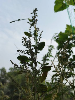 Açık tarlalarda yetişen yabani çalı bitkileri tomurcuklanmaya, çiçeklenmeye ve açık gökyüzünde gürlemeye başlar.