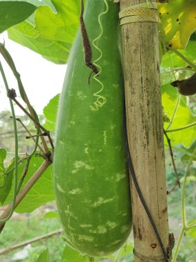 Sebze bahçesinden Uzun Yeşil Şişe Kabağı Melezi meyvesi. Yerel olarak şişe kabağı, beyaz çiçekli kabak, uzun kavun, Yeni Gine fasulyesi Tazmanya fasulyesi olarak bilinir..