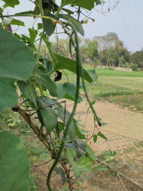 Bezelye ya da uzun fasulye tarımı geçmişi. Uzun yeşil fasulye tarımı