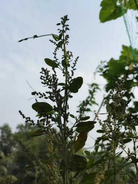 Açık tarlalarda yetişen yabani çalı bitkileri tomurcuklanmaya, çiçeklenmeye ve açık gökyüzünde gürlemeye başlar.
