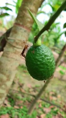 Limon ağacı, olgun limonlar ağaçta asılı duruyor. Limon yetiştirmek, taze meyve hasadı, meyve hasadı. meyve bahçesi.