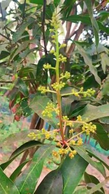 Mango çiçekleri ve yumuşak mango. Mango çiçeği, Arkasında yeşil yapraklar olan ağaçta asılı parlayan mango çiçeklerinin yakın görüntüsü.