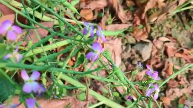 Vahşi Turp Çiçeği. Turp çiçeği. Kapalı renkli turp çiçeği baharda yeşil yapraklı Morgan Wright Malcolmia maritima, namı diğer Virginia stock. Turp çiçekleri