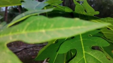 Papaya ağacında altın sarısı salyangoz. Ağaçta yeşil papaya ve bulanık arka plan. Meyveli papaya ağacı. Carica papaya meyvesi hala taze ve yeşil.