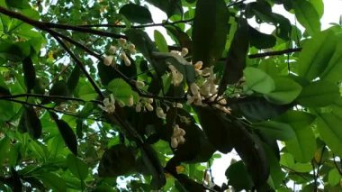 Uçan bal arısı ile birlikte beyaz greyfurt çiçekleri güzel bir doğal manzara sağlar. 4k Doğal Video.