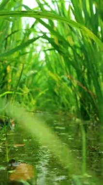 Suda güzel pirinç filizleri. Yazın ortasında çeltik tarlasında pirinç fideleri yetiştiriliyor..
